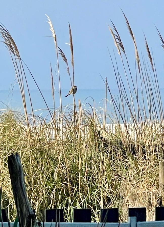 On The Beach Lacanau Exterior foto